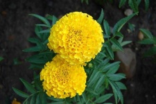 image of flower