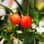 image of fruit_and_vegetable