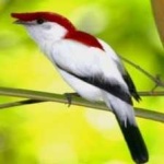 image of bird