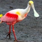image of bird