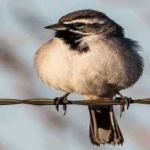 image of bird
