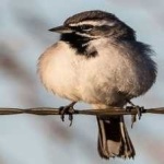 image of black_throated_sparrow #29