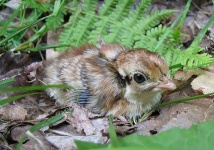 image of ruffed_grouse #14