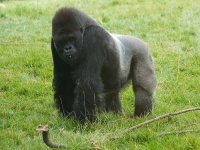 image of gorilla