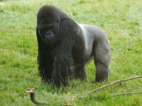 image of gorilla #3