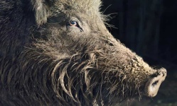 image of boar #16