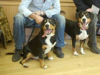 image of entlebucher