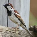 image of bird