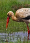 image of white_stork