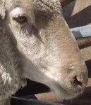 image of animal