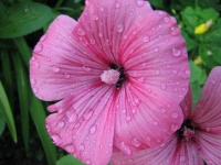 image of flower