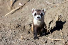 image of black_footed_ferret