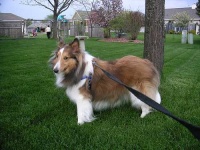 image of shetland_sheepdog