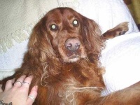 image of irish_setter #25