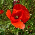 image of flower