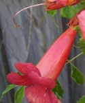 image of flower