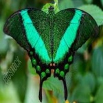 image of banded_butterfly #3