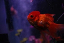 image of goldfish #10