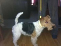 image of wire_haired_fox_terrier #13