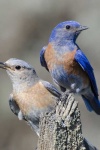 image of bluebird