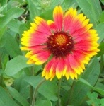 image of flower