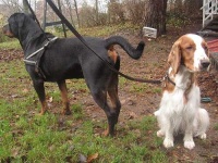 image of welsh_springer_spaniel #16