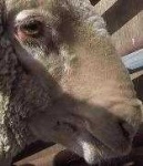 image of animal