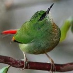 image of bird