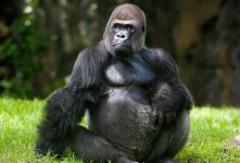 image of animal