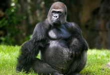 image of gorilla #11