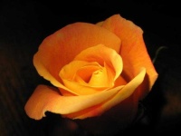 image of rose #9
