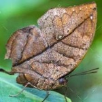 image of animal