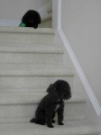 image of toy_poodle