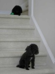 image of toy_poodle #1