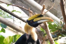 image of hornbill