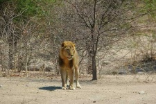 image of lion
