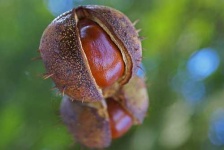 image of buckeye