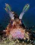 image of lionfish
