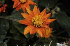 image of flower