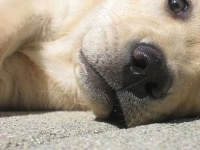 image of labrador_retriever #2