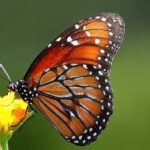 image of animal