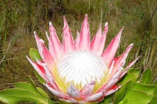 image of flower