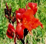 image of flower