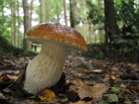 image of mushrooms