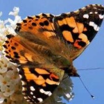 image of animal