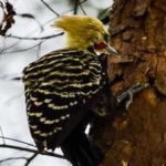 image of bird