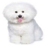 image of animal
