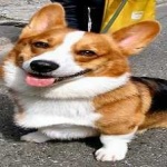 image of corgi #33