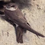 image of bird
