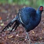 image of bird